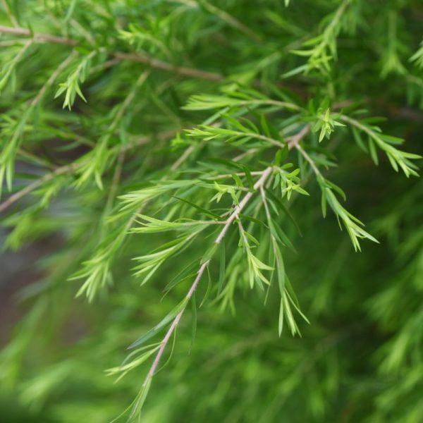 Olejek eteryczny Drzewo herbaciane
